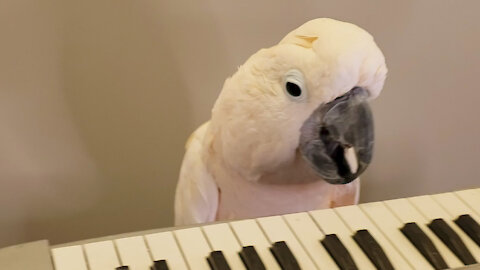 Musical Cockatoo enthusiastically plays percussive keyboard
