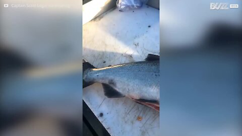 Pescatori trovano un verme gigante all'interno di un salmone