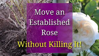 How to Transplant a Rose Bush
