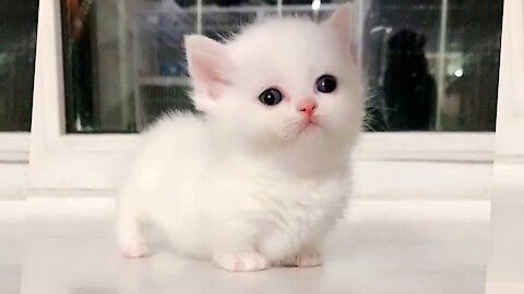 Marshmallow Munchkin Kittens So Cute It Hurts!