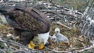 Hays Eagles H19 H20 Eaglets watch Mom Prepare the Food 4.7.23 14:00