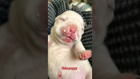 cute puppy