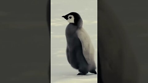 Penguins Walking Fast