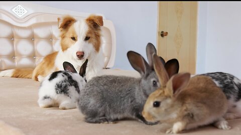 Border Collie Guarding a Group of Bunnies.Fear of Them Falling Out of Bed