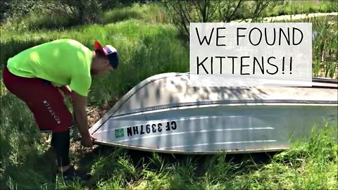 WOW! We found newborn kittens under a boat!