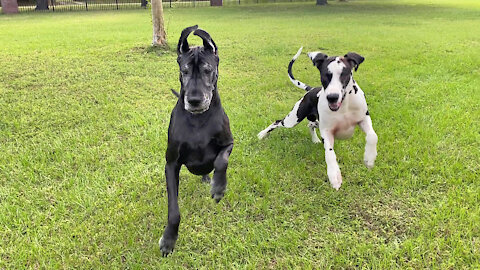 Great Danes Show Off Fancy Footwork Moves With Jolly Ball Horse Toys