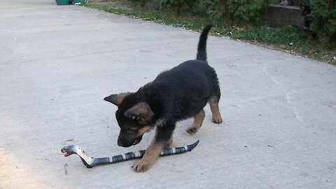 German Shepherd puppies take on robot snake