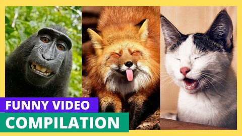 Funny Animal Videos 2024 | Hilarious Cats & Dogs Compilation | Happy Pets