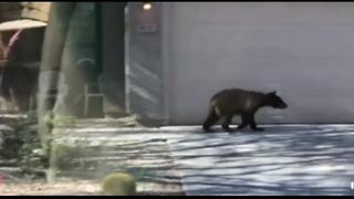 Another bear sighting in the Valley... this time right outside an Anthem home!