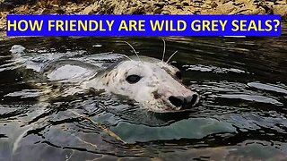 Seals Unveiled: The Thrill of Swimming Together #animals #wildlife #seals