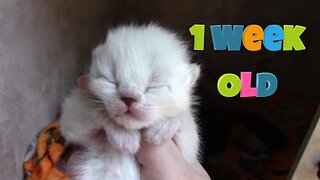 Misha's Kittens Are 1 Week Old! 😻