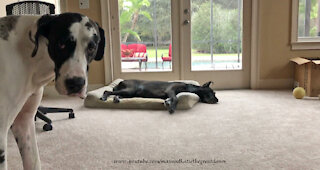 Howling Great Dane Interrupts Doggie Naptime