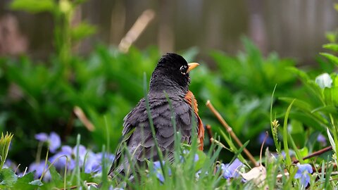 American Robin Ruffles Feathers