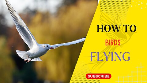 How Bird Flying #nature #birds