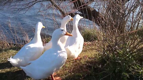 Duck and Goose video | Animals Video | Birds