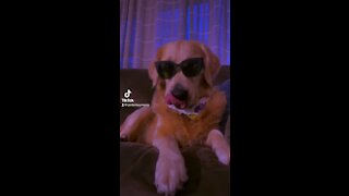 Funny Golden Retriever