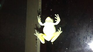 A frog on the window