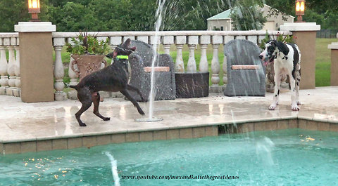 Great Dane and Pointer Water Fountain Fun in Slow Motion