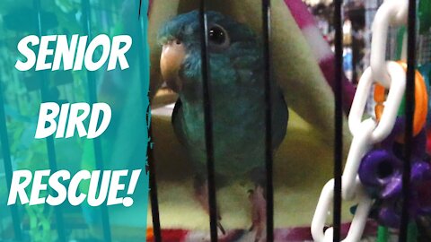 We rescued a senior parrot
