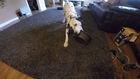 Hungry Dalmatian throws bowl at owner