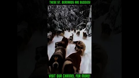 St. Bernards Playing In The Snow #Shorts #viral #StBernards #St.BernardDogsPuppies