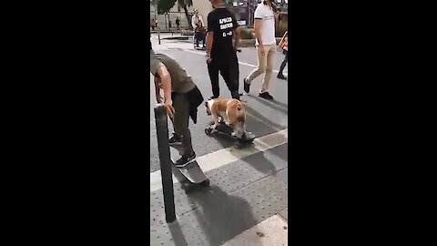 Skateboarding bulldog impresses spectators in Lisbon