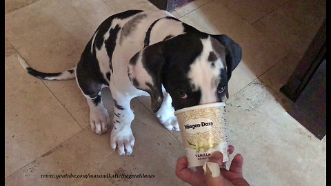 Great Dane and Puppy Enjoy First Taste of Haagen Dazs Ice Cream
