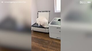 Cat gets digitalized sitting on scanner!