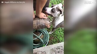 Cane aiuta a sbucciare un cocco
