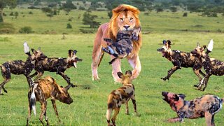 Unbelievable... Angry Lion Kills 10 wild Dogs When It Attacks Cubs - Lion Vs Wild Dog