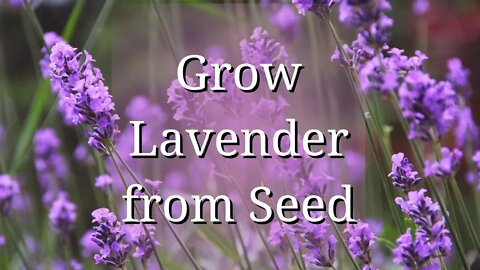 Grow Lavender from Seed