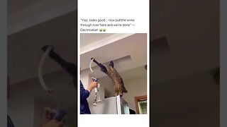 Electrician Cat 🐈😂 #shorts #youtubeshorts #shortsfeed #viral #saintpee #cat #catlover