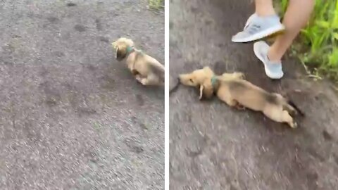 Dog pretend to be unconscious in front of the owner