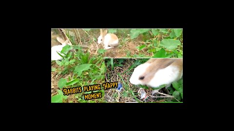 Rabbits🐇 Playing ||😲Happy Moment😲😲