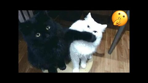 Funny cat videos 2024 | Funny animal videos | cats fail moments 2024 | try not to laugh