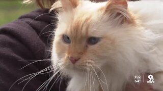 This cat went missing from Kentucky five years ago. In February, he showed up in Texas.