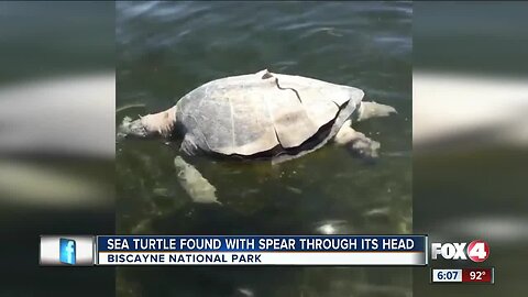 Biscayne National Officers search for person responsible for spearing a sea turtle