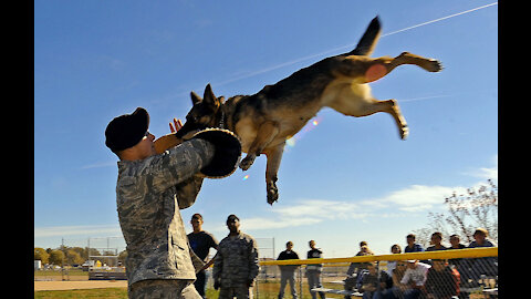 How to defend against a dog !!! (training)