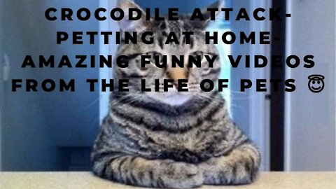 Crocodile Attack-Petting at Home-Amazing Funny Videos from the life of pets 😇