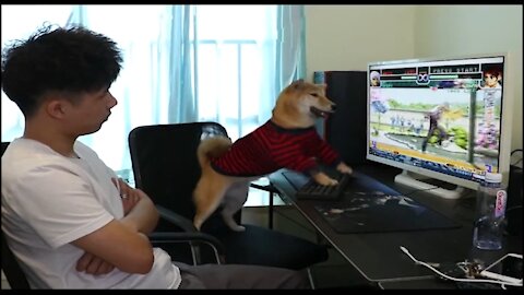 Funny dog ​​playing PC games with my friend !!