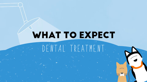 What To Expect: Dental Treatment at Michigan City Animal Hospital