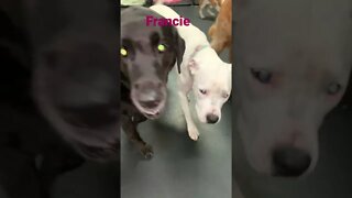 [Shorts 0118] FRANCIE [#dogs #doggos #doggies #puppies #dogdaycare]