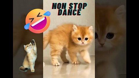 "Perfectly Amusing: The Best of Cats' Insane Dance Moves!"