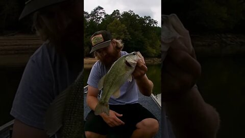 Gotta love the drop shot!! #shorts #youtubeshorts #bassfishing