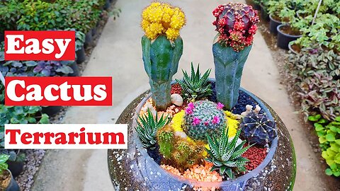 Cactus Terrarium | How to make a cactus and succulent terrarium?