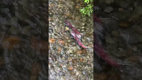 Coho Salmon Spawning in Alaska #Shorts