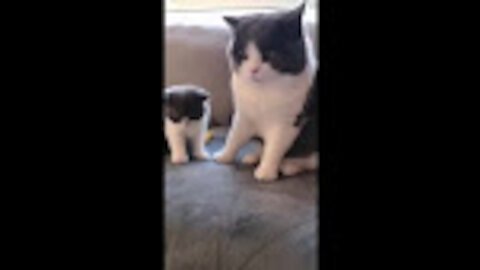 Hey mommy 😘 hey my baby😻 so cute cat funny video