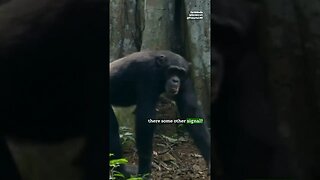 Can Chimps Use Telepathy? By Joe Rogan