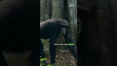 Can Chimps Use Telepathy? By Joe Rogan