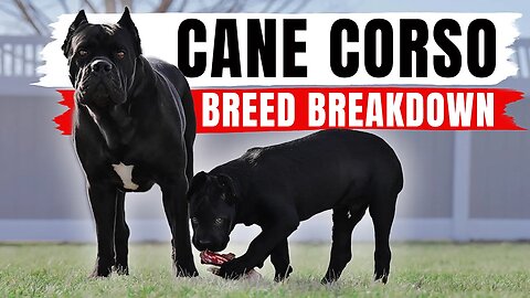 Cane Corso Breed Breakdown - Size - Lifespan - Temperament - Care - History - Color